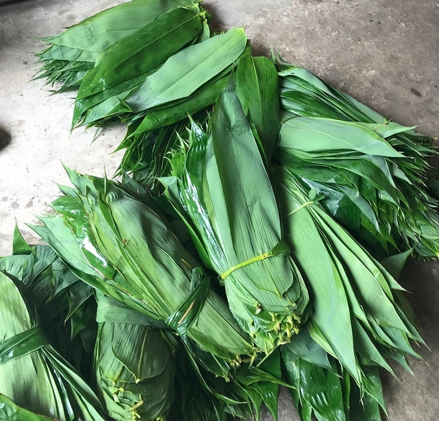 3 loại lá người dân vứt bỏ nay thành hàng xuất khẩu triệu USD - Hình 4 3 loai la nguoi dan vut bo nay thanh hang xuat khau trieu USD-Hinh-4