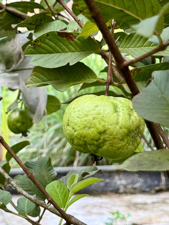 Ben trong khu vuon du cay trai cua ca sy My Tam-Hinh-8