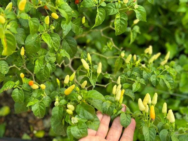 Ben trong khu vuon du cay trai cua ca sy My Tam-Hinh-6