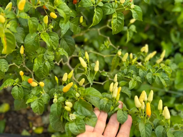 Ben trong khu vuon du cay trai cua ca sy My Tam-Hinh-6