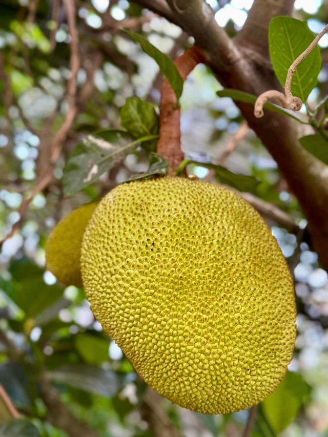 Ben trong khu vuon du cay trai cua ca sy My Tam-Hinh-7