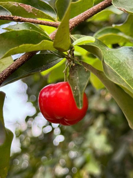 Ben trong khu vuon du cay trai cua ca sy My Tam-Hinh-2