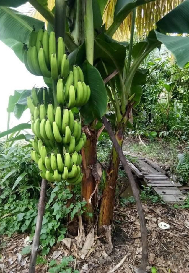 Diễn viên Việt Trinh sở hữu nhà vườn đáng mơ ước ở Bình Dương - Hình 9 Dien vien Viet Trinh so huu nha vuon dang mo uoc o Binh Duong-Hinh-9