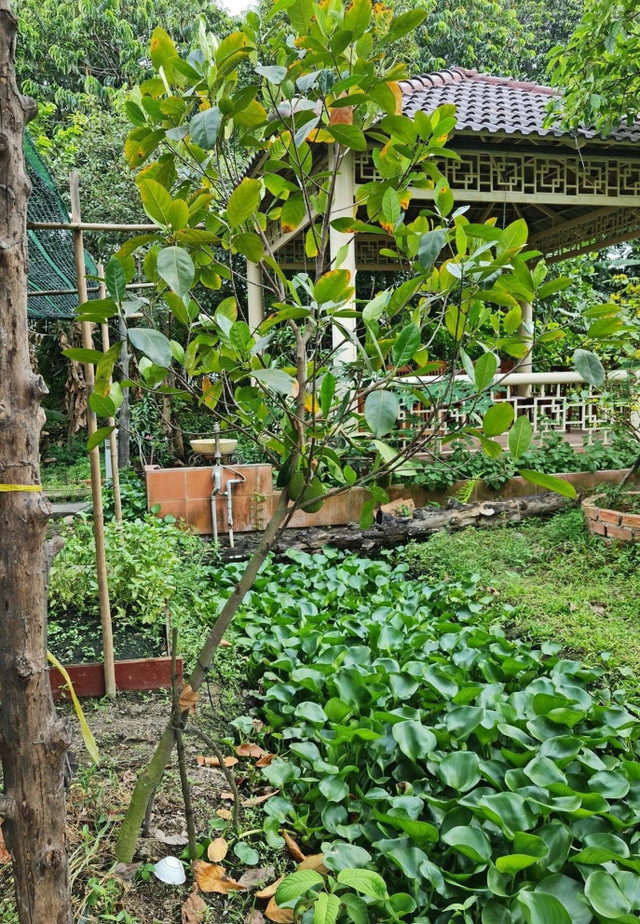 Diễn viên Việt Trinh sở hữu nhà vườn đáng mơ ước ở Bình Dương - Hình 10 Dien vien Viet Trinh so huu nha vuon dang mo uoc o Binh Duong-Hinh-10