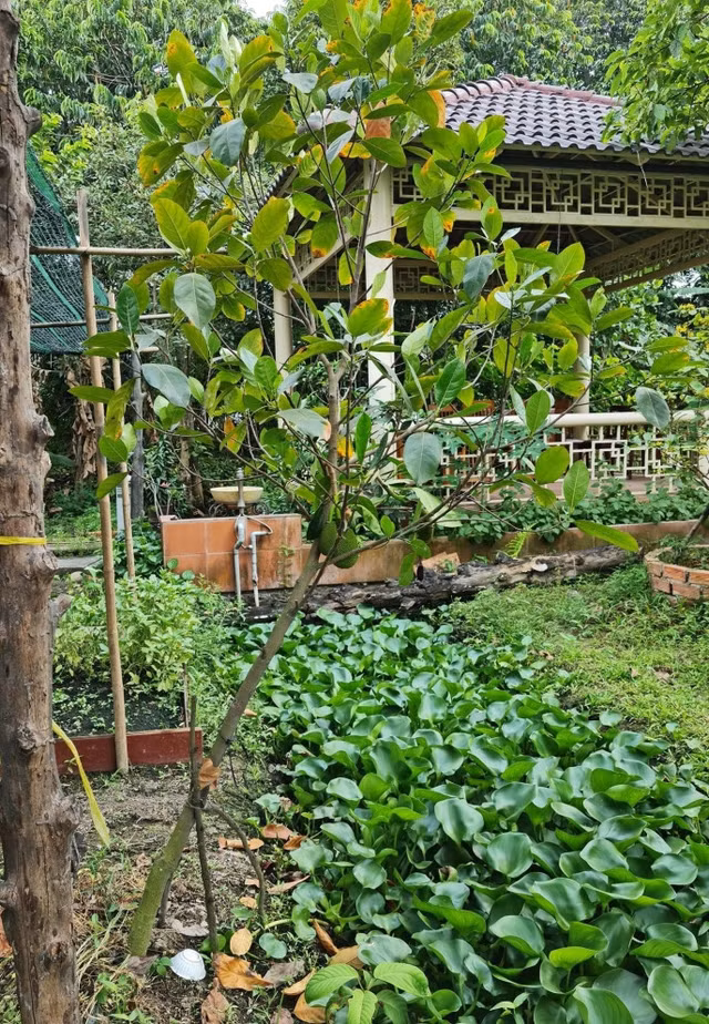 Dien vien Viet Trinh so huu nha vuon dang mo uoc o Binh Duong-Hinh-10