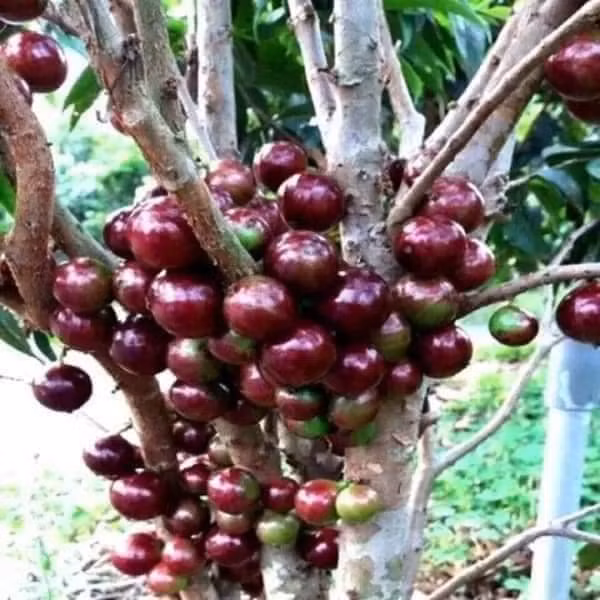 Nho than go trai moc ra tu than dang duoc lung mua-Hinh-8