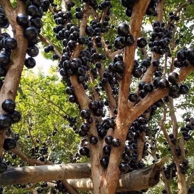 Nho than go trai moc ra tu than dang duoc lung mua-Hinh-9