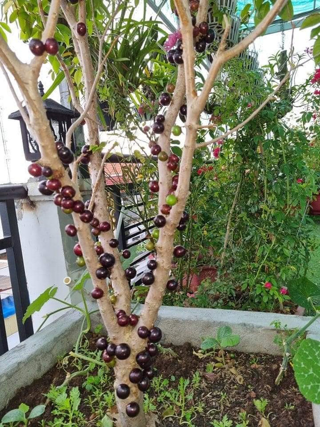 Nho thân gỗ trái mọc ra từ thân đang được lùng mua - Hình 5 Nho than go trai moc ra tu than dang duoc lung mua-Hinh-5