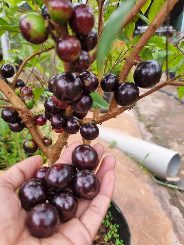 Nho thân gỗ trái mọc ra từ thân đang được lùng mua - Hình 3 Nho than go trai moc ra tu than dang duoc lung mua-Hinh-3