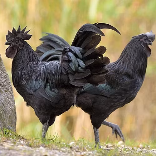 Ga den Ayam Cemani 100 trieu dong/cap la giong ga dat nhat the gioi-Hinh-3