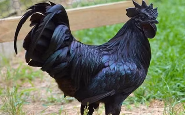 Ga den Ayam Cemani 100 trieu dong/cap la giong ga dat nhat the gioi