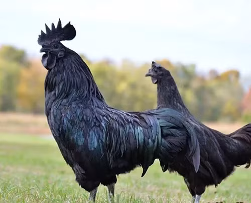 Ga den Ayam Cemani 100 trieu dong/cap la giong ga dat nhat the gioi-Hinh-5
