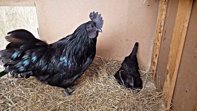 Ga den Ayam Cemani 100 trieu dong/cap la giong ga dat nhat the gioi-Hinh-8