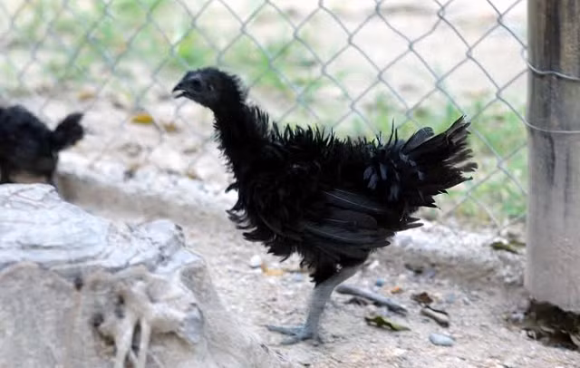 Ga den Ayam Cemani 100 trieu dong/cap la giong ga dat nhat the gioi-Hinh-9