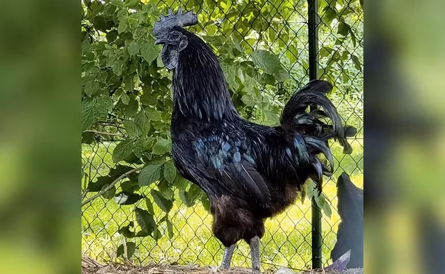 Ga den Ayam Cemani 100 trieu dong/cap la giong ga dat nhat the gioi-Hinh-2
