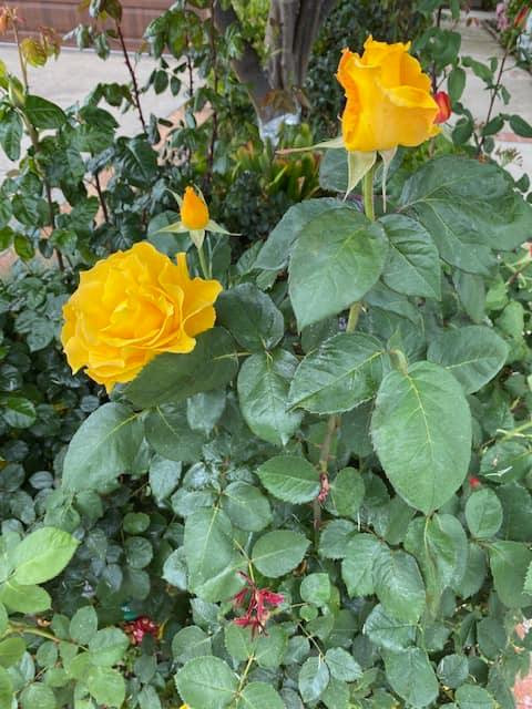 Cuốc sống ngày càng kín tiếng của tỷ phú Hoàng Kiều - Hình 7 Cuoc song ngay cang kin tieng cua ty phu Hoang Kieu-Hinh-7