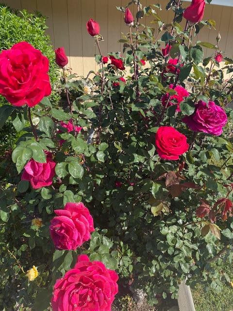 Cuốc sống ngày càng kín tiếng của tỷ phú Hoàng Kiều - Hình 8 Cuoc song ngay cang kin tieng cua ty phu Hoang Kieu-Hinh-8