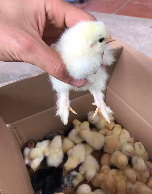 Ga khong lo Brahma gia hang chuc trieu dong van kho so huu-Hinh-7