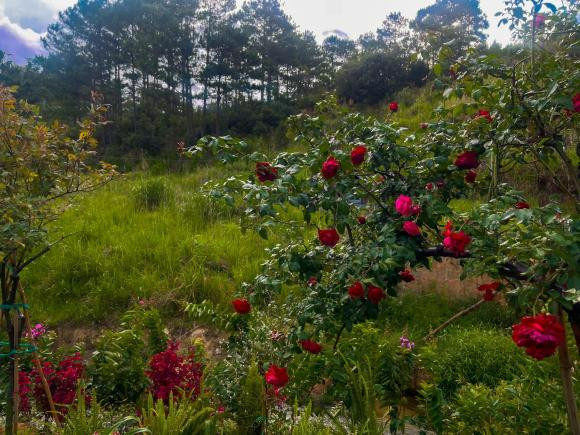 Lý Quí Khánh khoe vườn hoa rộng thênh thang như chốn "bồng lai tiên cảnh" - Hình 6 Ly Qui Khanh khoe vuon hoa rong thenh thang nhu chon