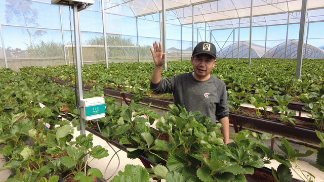 Đi xem vườn dâu tây tiêu chuẩn VietGap thu tiền triệu mỗi ngày ở Lâm Đồng - Hình 2 Di xem vuon dau tay tieu chuan VietGap thu tien trieu moi ngay o Lam Dong-Hinh-2