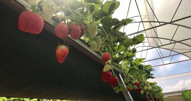 Đi xem vườn dâu tây tiêu chuẩn VietGap thu tiền triệu mỗi ngày ở Lâm Đồng - Hình 6 Di xem vuon dau tay tieu chuan VietGap thu tien trieu moi ngay o Lam Dong-Hinh-6