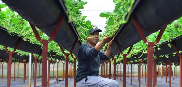 Đi xem vườn dâu tây tiêu chuẩn VietGap thu tiền triệu mỗi ngày ở Lâm Đồng - Hình 3 Di xem vuon dau tay tieu chuan VietGap thu tien trieu moi ngay o Lam Dong-Hinh-3