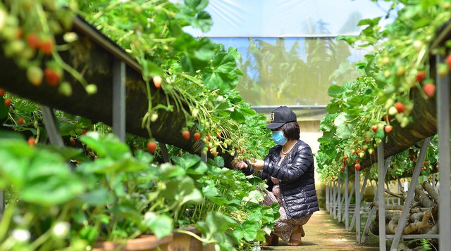 Đi xem vườn dâu tây tiêu chuẩn VietGap thu tiền triệu mỗi ngày ở Lâm Đồng - Hình 10 Di xem vuon dau tay tieu chuan VietGap thu tien trieu moi ngay o Lam Dong-Hinh-10