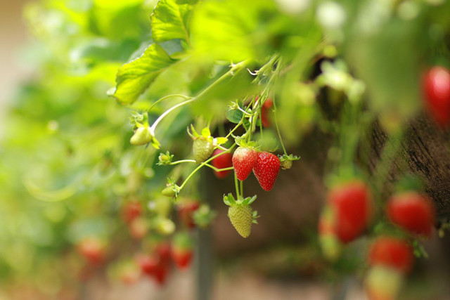 Đi xem vườn dâu tây tiêu chuẩn VietGap thu tiền triệu mỗi ngày ở Lâm Đồng - Hình 5 Di xem vuon dau tay tieu chuan VietGap thu tien trieu moi ngay o Lam Dong-Hinh-5