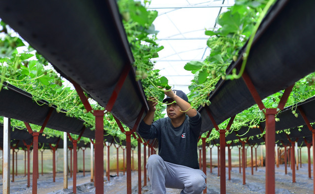 Đi xem vườn dâu tây tiêu chuẩn VietGap thu tiền triệu mỗi ngày ở Lâm Đồng - Hình 4 Di xem vuon dau tay tieu chuan VietGap thu tien trieu moi ngay o Lam Dong-Hinh-4