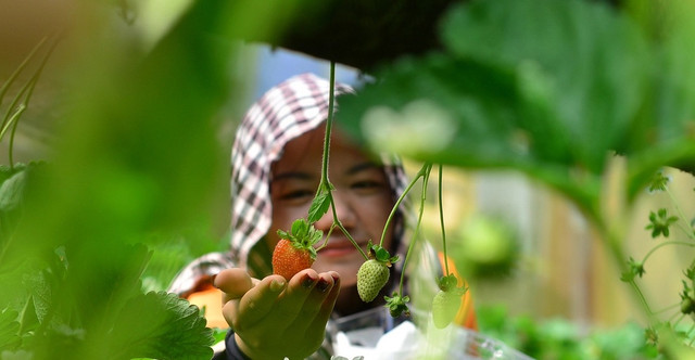 Đi xem vườn dâu tây tiêu chuẩn VietGap thu tiền triệu mỗi ngày ở Lâm Đồng - Hình 7 Di xem vuon dau tay tieu chuan VietGap thu tien trieu moi ngay o Lam Dong-Hinh-7