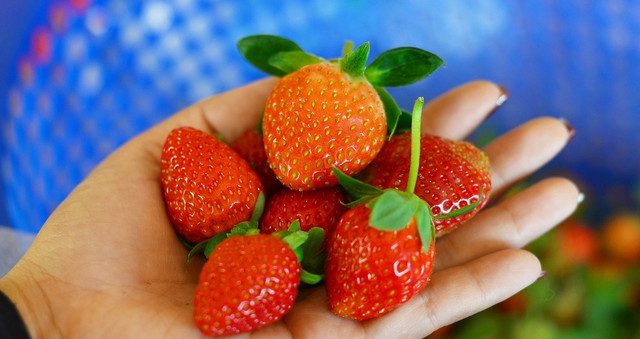 Đi xem vườn dâu tây tiêu chuẩn VietGap thu tiền triệu mỗi ngày ở Lâm Đồng - Hình 9 Di xem vuon dau tay tieu chuan VietGap thu tien trieu moi ngay o Lam Dong-Hinh-9