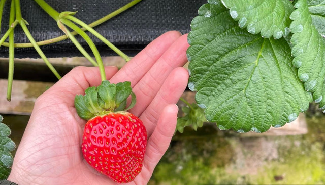 Đi xem vườn dâu tây tiêu chuẩn VietGap thu tiền triệu mỗi ngày ở Lâm Đồng - Hình 8 Di xem vuon dau tay tieu chuan VietGap thu tien trieu moi ngay o Lam Dong-Hinh-8