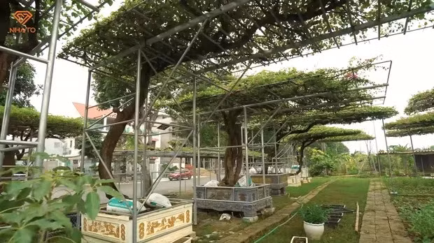 Tan muc biet thu toan go quy cua dai gia Thanh Hoa-Hinh-9