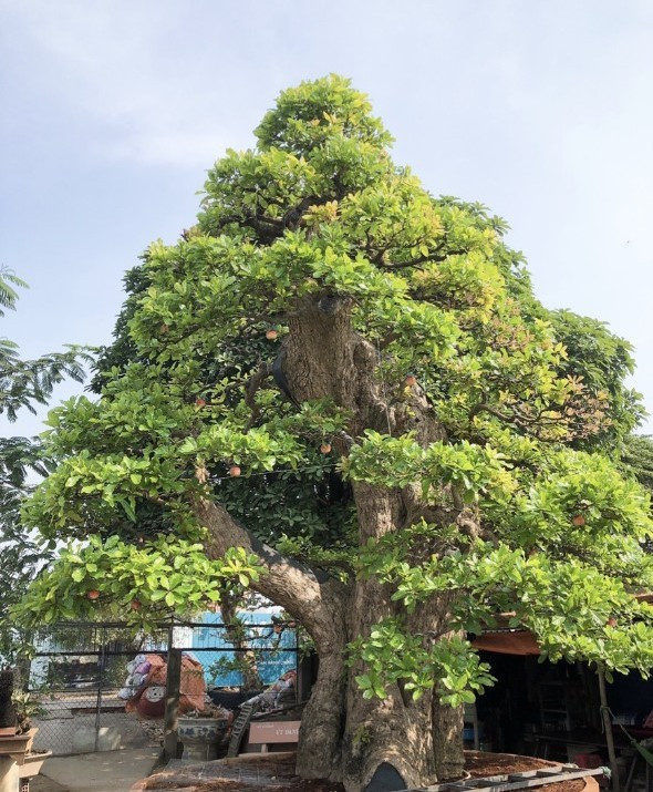 Cận cảnh cây lộc vừng trị giá 120 tỷ của đại gia miền Tây Can canh cay loc vung tri gia 120 ty cua dai gia mien Tay