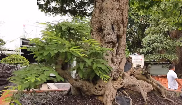 Can canh cay loc vung tri gia 120 ty cua dai gia mien Tay-Hinh-10