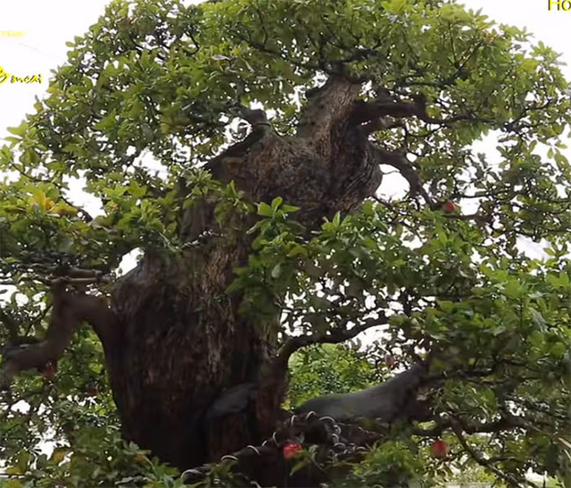 Can canh cay loc vung tri gia 120 ty cua dai gia mien Tay-Hinh-6