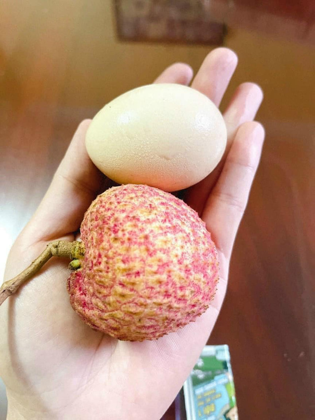 Những quả vải trứng siêu to khổng lồ giá hơn 200.000 đồng mỗi kg Nhung qua vai trung sieu to khong lo gia hon 200.000 dong moi kg