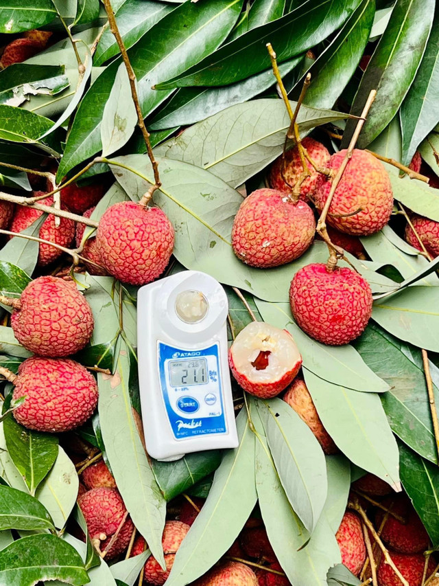 Những quả vải trứng siêu to khổng lồ giá hơn 200.000 đồng mỗi kg - Hình 5 Nhung qua vai trung sieu to khong lo gia hon 200.000 dong moi kg-Hinh-5