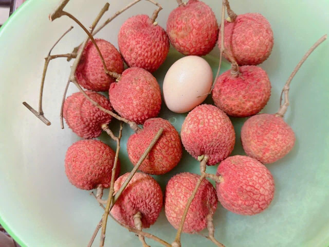 Những quả vải trứng siêu to khổng lồ giá hơn 200.000 đồng mỗi kg - Hình 10 Nhung qua vai trung sieu to khong lo gia hon 200.000 dong moi kg-Hinh-10