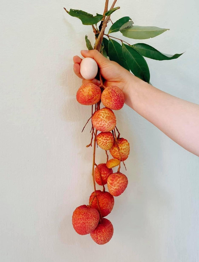 Những quả vải trứng siêu to khổng lồ giá hơn 200.000 đồng mỗi kg - Hình 4 Nhung qua vai trung sieu to khong lo gia hon 200.000 dong moi kg-Hinh-4