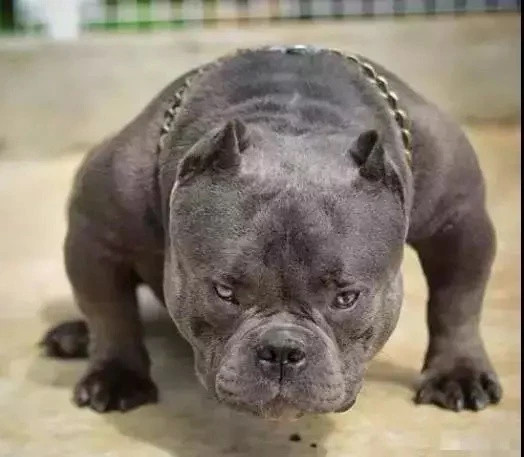 Tần Phấn có biệt danh 'King' tại Thượng Hải có thoái ăn chơi vô độ - Hình 10 Tan Phan co biet danh 'King' tai Thuong Hai co thoai an choi vo do-Hinh-10