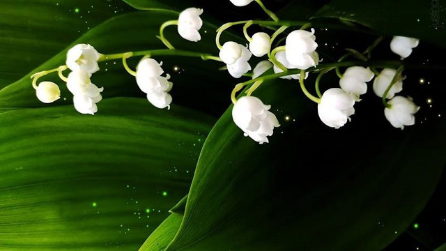 Linh lan được xếp thứ 9 trong top 10 loài hoa đắt nhất thế giới - Hình 6 Linh lan duoc xep thu 9 trong top 10 loai hoa dat nhat the gioi-Hinh-6