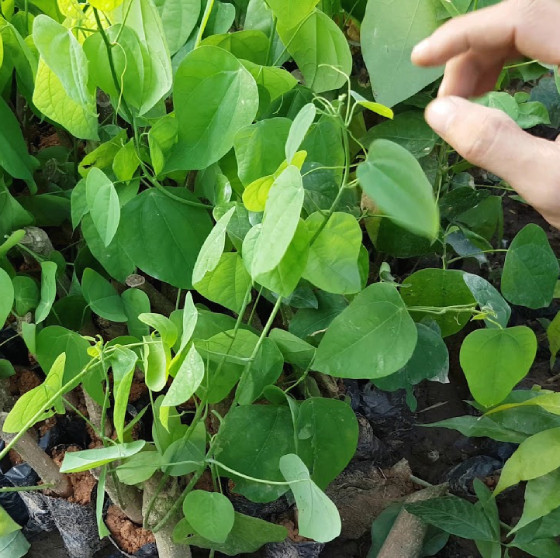 Loài rau bỏ hoang nay được xuất khẩu sang Mỹ với giá cao - Hình 8 Loai rau bo hoang nay duoc xuat khau sang My voi gia cao-Hinh-8