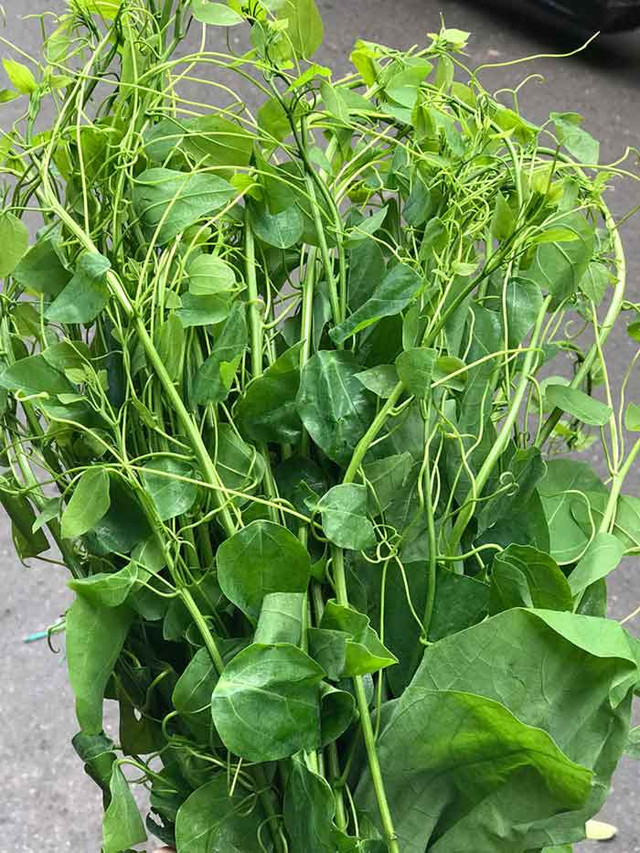 Loài rau bỏ hoang nay được xuất khẩu sang Mỹ với giá cao - Hình 2 Loai rau bo hoang nay duoc xuat khau sang My voi gia cao-Hinh-2