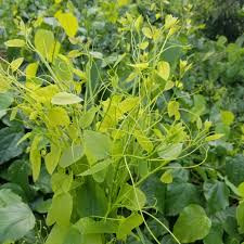 Loài rau bỏ hoang nay được xuất khẩu sang Mỹ với giá cao - Hình 9 Loai rau bo hoang nay duoc xuat khau sang My voi gia cao-Hinh-9