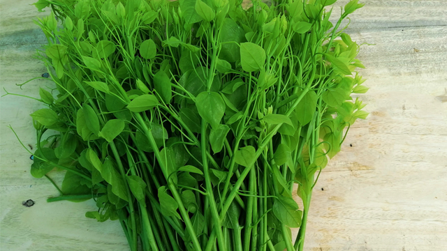 Loài rau bỏ hoang nay được xuất khẩu sang Mỹ với giá cao - Hình 10 Loai rau bo hoang nay duoc xuat khau sang My voi gia cao-Hinh-10