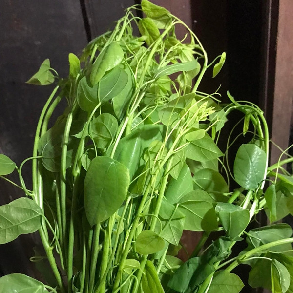 Loài rau bỏ hoang nay được xuất khẩu sang Mỹ với giá cao - Hình 4 Loai rau bo hoang nay duoc xuat khau sang My voi gia cao-Hinh-4