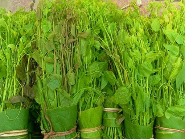 Loài rau bỏ hoang nay được xuất khẩu sang Mỹ với giá cao - Hình 7 Loai rau bo hoang nay duoc xuat khau sang My voi gia cao-Hinh-7