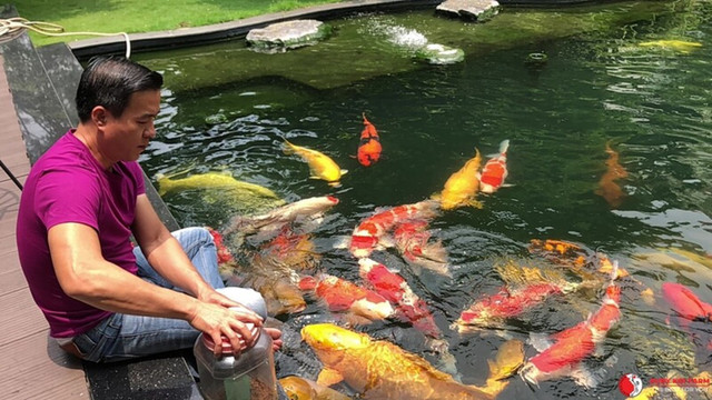 Đại gia Việt đầu tư hàng chục tỷ để tậu những con cá Koi 'siêu phẩm' - Hình 11 Dai gia Viet dau tu hang chuc ty de tau nhung con ca Koi 'sieu pham'-Hinh-11