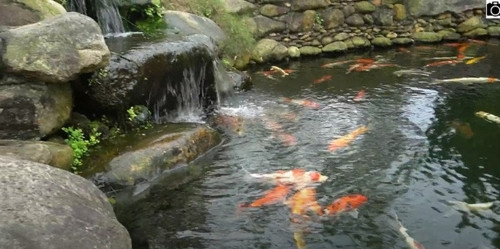 Đại gia Việt đầu tư hàng chục tỷ để tậu những con cá Koi 'siêu phẩm' - Hình 6 Dai gia Viet dau tu hang chuc ty de tau nhung con ca Koi 'sieu pham'-Hinh-6